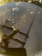 Hair Oil - Antidandruff